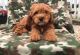 Cavapoo Puppies for sale in Bozeman, MT, USA. price: NA