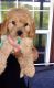 Cavapoo Puppies for sale in West Lafayette, IN, USA. price: NA