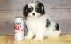 Cavapoo Puppies for sale in Salem, OR, USA. price: NA