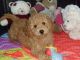 Cavapoo Puppies for sale in San Jose, CA, USA. price: $6,000