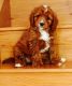 Cavapoo Puppies for sale in Houston, TX 77001, USA. price: NA