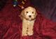 Cavapoo Puppies for sale in Vancouver, WA, USA. price: $500