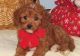 Cavapoo Puppies for sale in Madison, AL, USA. price: $600