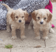 Cavapoo Puppies for sale in Warrenton Way, Colorado Springs, CO 80922, USA. price: NA