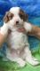 Cavapoo Puppies for sale in Jeffersonville, IN, USA. price: $650