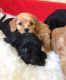 Cavapoo Puppies for sale in Washington, Whitehall, OH 43213, USA. price: NA