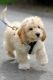 Cavapoo Puppies for sale in Duluth, GA, USA. price: NA