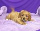 Cavapoo Puppies for sale in Green Bay, WI, USA. price: NA