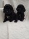 Cavapoo Puppies for sale in Chicago, IL, USA. price: NA