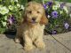 Cavapoo Puppies for sale in California St, San Francisco, CA, USA. price: NA