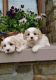 Cavapoo Puppies for sale in Brownfield, TX 79316, USA. price: NA