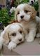 Cavapoo Puppies for sale in Brownfield, TX 79316, USA. price: NA