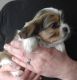 Cavapoo Puppies for sale in Fyffe, AL 35971, USA. price: NA