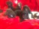Cavapoo Puppies for sale in Dublin, OH, USA. price: NA