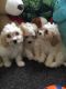 Cavapoo Puppies for sale in Tucson, AZ, USA. price: NA