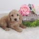 Cavapoo Puppies for sale in Canton, OH, USA. price: NA