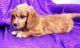 Cavapoo Puppies for sale in Newark, DE, USA. price: $500
