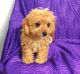 Cavapoo Puppies for sale in Denver, CO, USA. price: NA