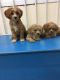 Cavapoo Puppies for sale in 323 6th Ave, New York, NY 10014, USA. price: NA