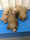 Cavapoo Puppies for sale in San Antonio Ave, Nutley, NJ 07110, USA. price: $450