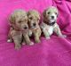 Cavapoo Puppies for sale in Clifton, NJ, USA. price: NA