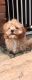 Cavapoo Puppies for sale in New Tecumseth, ON, Canada. price: NA