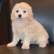 Cavapoo Puppies for sale in Torrance, CA, USA. price: NA