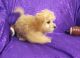 Cavapoo Puppies for sale in Atmore, AL 36502, USA. price: NA