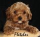 Cavapoo Puppies for sale in Nashville, TN, USA. price: NA