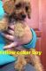Cavapoo Puppies for sale in Pasadena, CA, USA. price: NA