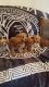 Cavapoo Puppies for sale in Central Park West, New York, NY, USA. price: NA