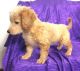 Cavapoo Puppies for sale in Milwaukee, WI, USA. price: $500