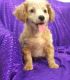 Cavapoo Puppies for sale in Seattle, WA, USA. price: $500
