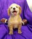Cavapoo Puppies for sale in Clarkedale, AR, USA. price: $500