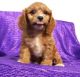 Cavapoo Puppies for sale in Castine, ME, USA. price: $500