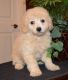Cavapoo Puppies for sale in Florissant, MO, USA. price: NA