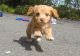Cavapoo Puppies for sale in Glasston, ND 58236, USA. price: NA