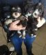 Cavapoo Puppies for sale in Ashtabula, OH 44004, USA. price: NA