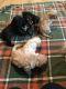 Cavapoo Puppies for sale in Columbia, SC, USA. price: $500
