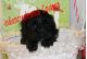 Cavapoo Puppies for sale in Hannibal, MO 63401, USA. price: $1,300