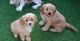 Cavapoo Puppies for sale in Boston, MA, USA. price: NA