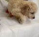 Cavapoo Puppies for sale in Yazoo City, MS 39194, USA. price: NA