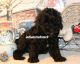 Cavapoo Puppies for sale in Hannibal, MO 63401, USA. price: $1,295