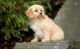 Cavapoo Puppies for sale in Haleiwa, HI 96712, USA. price: $500