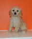 Cavapoo Puppies for sale in Celina, OH 45822, USA. price: $600