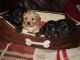 Cavapoo Puppies for sale in San Jose, CA, USA. price: NA