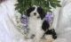 Cavapoo Puppies for sale in Aztec, NM, USA. price: $600