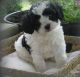 Cavapoo Puppies for sale in New Brighton, PA, USA. price: NA