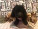 Cavapoo Puppies for sale in Ohio Pike, Amelia, OH 45102, USA. price: NA