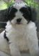 Cavapoo Puppies for sale in Ogden, UT, USA. price: NA